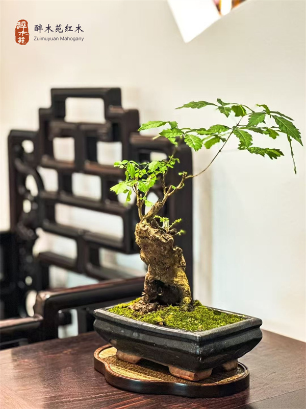 醉木苑红木 醉木苑红木